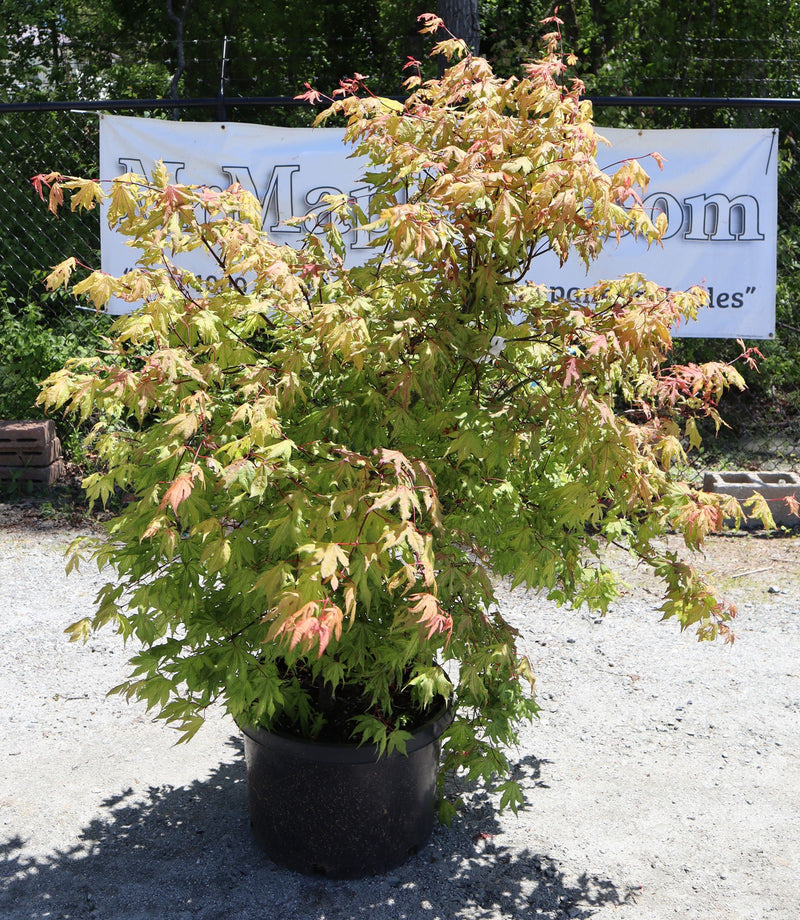 - FOR PICKUP ONLY | Acer palmatum 'Aka shigitatsu sawa' Japanese Maple | DOES NOT SHIP - Mr Maple │ Buy Japanese Maple Trees