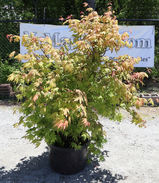 - FOR PICKUP ONLY | Acer palmatum 'Aka shigitatsu sawa' Japanese Maple | DOES NOT SHIP - Mr Maple │ Buy Japanese Maple Trees