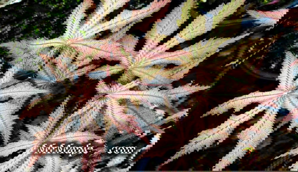 Buy Acer palmatum 'Aka shigitatsu sawa' Japanese Maple — Mr Maple