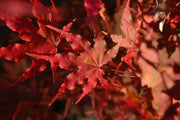 - FOR PICKUP ONLY | Acer palmatum 'Aka shigitatsu sawa' Japanese Maple | DOES NOT SHIP - Mr Maple │ Buy Japanese Maple Trees