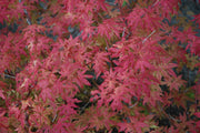 - FOR PICKUP ONLY | Acer palmatum 'Aka shigitatsu sawa' Japanese Maple | DOES NOT SHIP - Mr Maple │ Buy Japanese Maple Trees