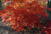 - FOR PICKUP ONLY | Acer palmatum 'Aka shigitatsu sawa' Japanese Maple | DOES NOT SHIP - Mr Maple │ Buy Japanese Maple Trees