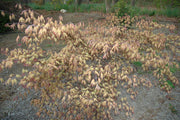 - FOR PICKUP ONLY | Acer palmatum 'Aka shigitatsu sawa' Japanese Maple | DOES NOT SHIP - Mr Maple │ Buy Japanese Maple Trees