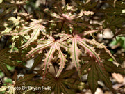 - FOR PICKUP ONLY | Acer palmatum 'Aka shigitatsu sawa' Japanese Maple | DOES NOT SHIP - Mr Maple │ Buy Japanese Maple Trees