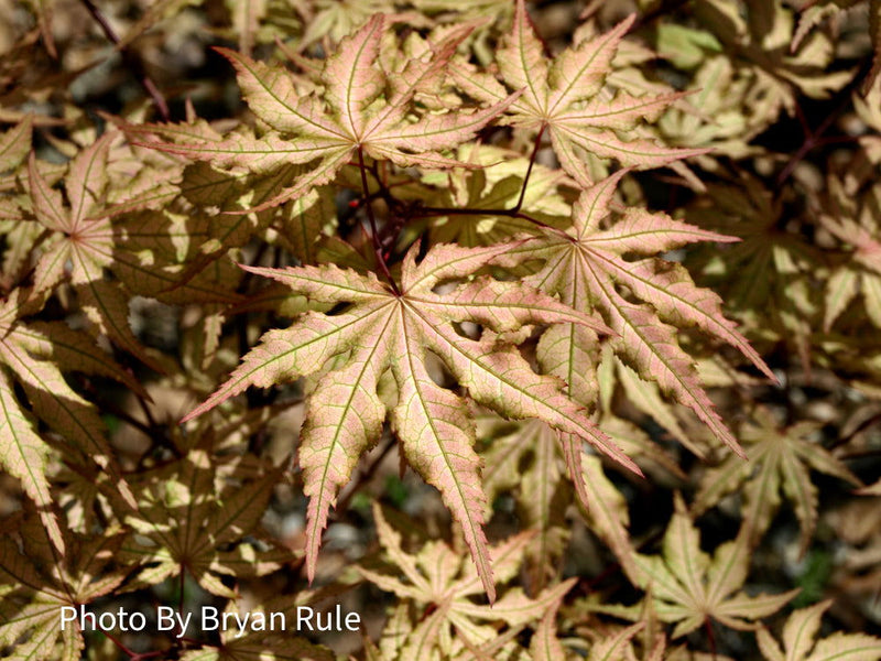 - FOR PICKUP ONLY | Acer palmatum 'Aka shigitatsu sawa' Japanese Maple | DOES NOT SHIP - Mr Maple │ Buy Japanese Maple Trees