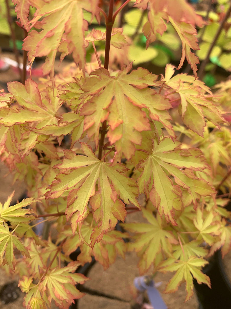 - FOR PICKUP ONLY | Acer palmatum 'Anne-Irene' Japanese Maple | DOES NOT SHIP - Mr Maple │ Buy Japanese Maple Trees