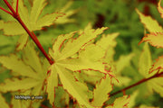 - FOR PICKUP ONLY | Acer palmatum 'Anne-Irene' Japanese Maple | DOES NOT SHIP - Mr Maple │ Buy Japanese Maple Trees