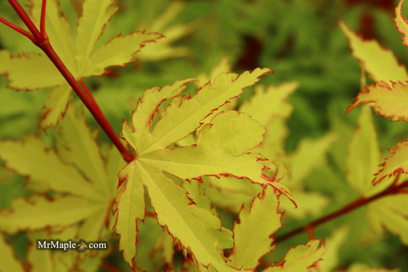 - FOR PICKUP ONLY | Acer palmatum 'Anne-Irene' Japanese Maple | DOES NOT SHIP - Mr Maple │ Buy Japanese Maple Trees