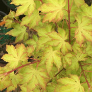 - FOR PICKUP ONLY | Acer palmatum 'Anne-Irene' Japanese Maple | DOES NOT SHIP - Mr Maple │ Buy Japanese Maple Trees