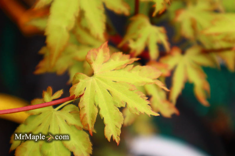 - FOR PICKUP ONLY | Acer palmatum 'Anne-Irene' Japanese Maple | DOES NOT SHIP - Mr Maple │ Buy Japanese Maple Trees