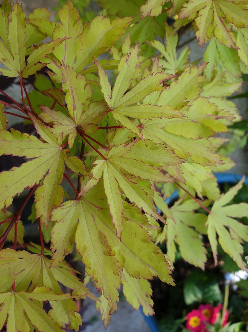 - FOR PICKUP ONLY | Acer palmatum 'Anne-Irene' Japanese Maple | DOES NOT SHIP - Mr Maple │ Buy Japanese Maple Trees