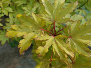 - FOR PICKUP ONLY | Acer palmatum 'Anne-Irene' Japanese Maple | DOES NOT SHIP - Mr Maple │ Buy Japanese Maple Trees