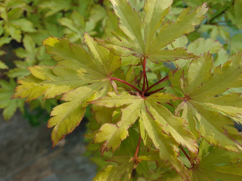 - FOR PICKUP ONLY | Acer palmatum 'Anne-Irene' Japanese Maple | DOES NOT SHIP - Mr Maple │ Buy Japanese Maple Trees