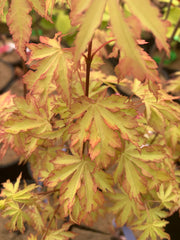 - FOR PICKUP ONLY | Acer palmatum 'Anne-Irene' Japanese Maple | DOES NOT SHIP - Mr Maple │ Buy Japanese Maple Trees