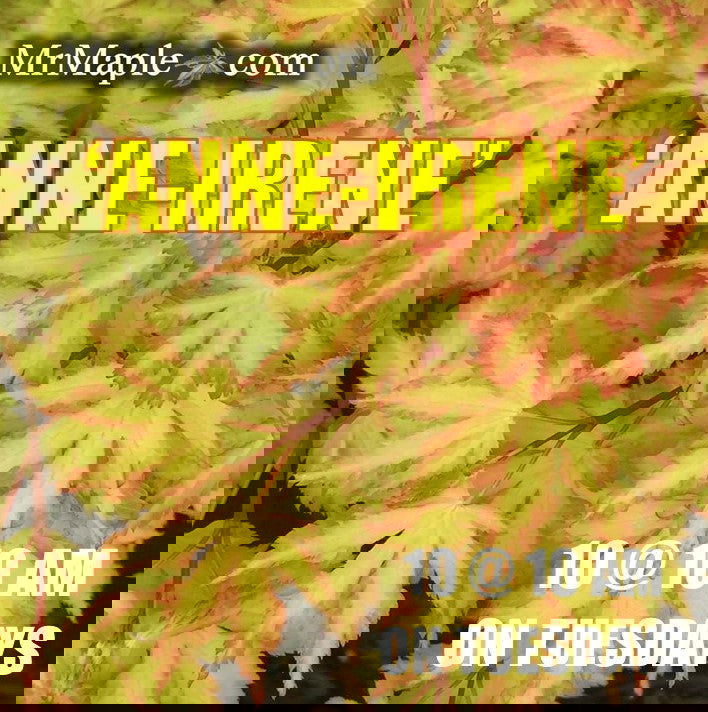 - FOR PICKUP ONLY | Acer palmatum 'Anne-Irene' Japanese Maple | DOES NOT SHIP - Mr Maple │ Buy Japanese Maple Trees