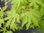 - FOR PICKUP ONLY | Acer palmatum 'Anne-Irene' Japanese Maple | DOES NOT SHIP - Mr Maple │ Buy Japanese Maple Trees