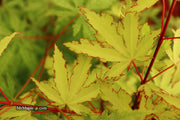 - FOR PICKUP ONLY | Acer palmatum 'Anne-Irene' Japanese Maple | DOES NOT SHIP - Mr Maple │ Buy Japanese Maple Trees