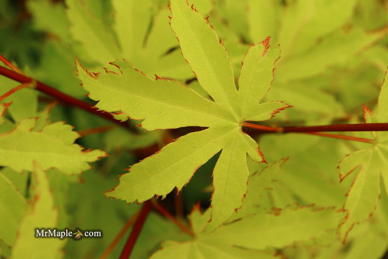 - FOR PICKUP ONLY | Acer palmatum 'Anne-Irene' Japanese Maple | DOES NOT SHIP - Mr Maple │ Buy Japanese Maple Trees