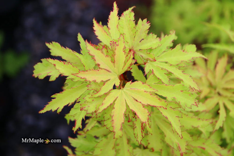 - FOR PICKUP ONLY | Acer palmatum 'Anne-Irene' Japanese Maple | DOES NOT SHIP - Mr Maple │ Buy Japanese Maple Trees
