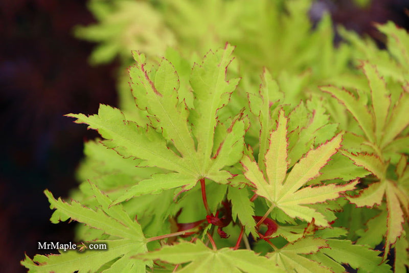 - FOR PICKUP ONLY | Acer palmatum 'Anne-Irene' Japanese Maple | DOES NOT SHIP - Mr Maple │ Buy Japanese Maple Trees
