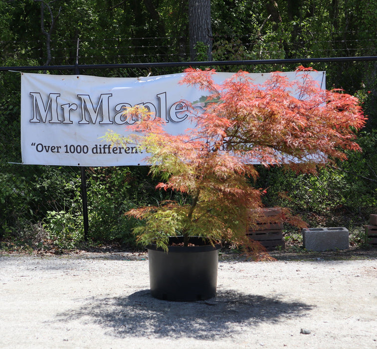 - FOR PICKUP ONLY | Acer palmatum 'Baldsmith' Laceleaf Japanese Maple | DOES NOT SHIP - Mr Maple │ Buy Japanese Maple Trees