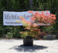 - FOR PICKUP ONLY | Acer palmatum 'Baldsmith' Laceleaf Japanese Maple | DOES NOT SHIP - Mr Maple │ Buy Japanese Maple Trees