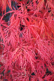 - FOR PICKUP ONLY | Acer palmatum 'Baldsmith' Laceleaf Japanese Maple | DOES NOT SHIP - Mr Maple │ Buy Japanese Maple Trees