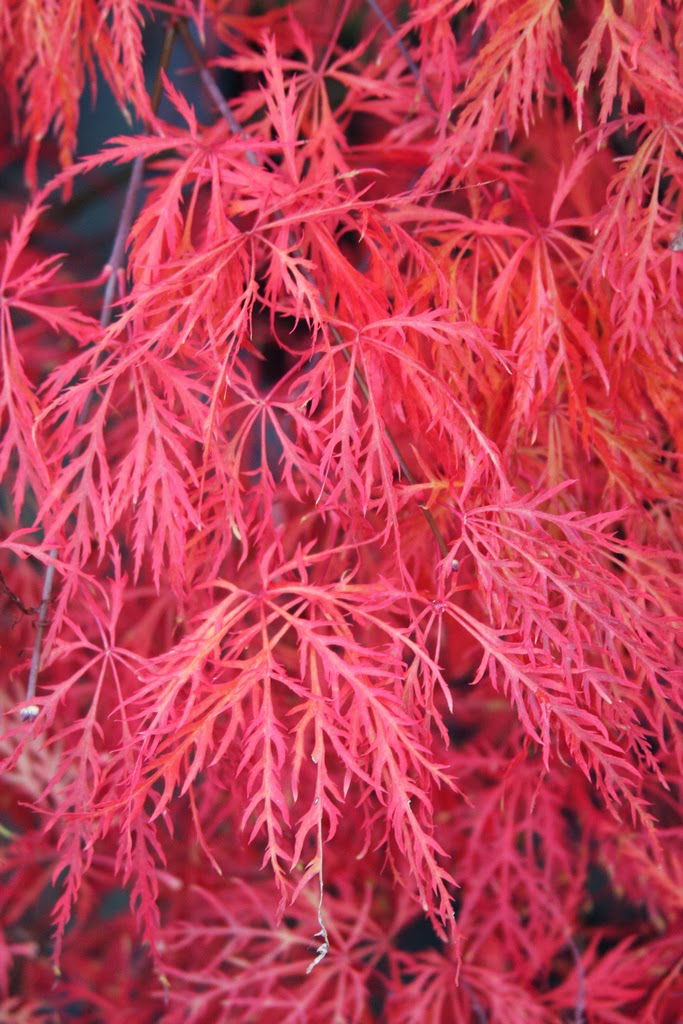 - FOR PICKUP ONLY | Acer palmatum 'Baldsmith' Laceleaf Japanese Maple | DOES NOT SHIP - Mr Maple │ Buy Japanese Maple Trees