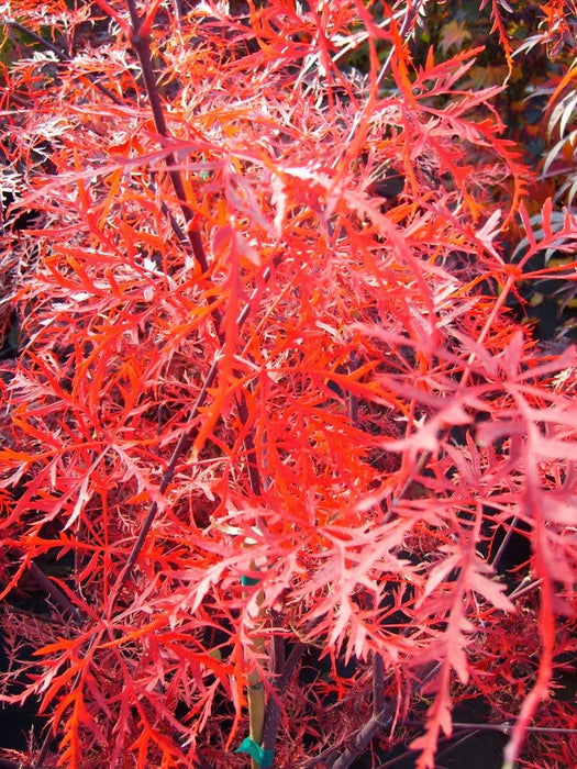 - FOR PICKUP ONLY | Acer palmatum 'Baldsmith' Laceleaf Japanese Maple | DOES NOT SHIP - Mr Maple │ Buy Japanese Maple Trees