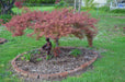 - FOR PICKUP ONLY | Acer palmatum 'Baldsmith' Laceleaf Japanese Maple | DOES NOT SHIP - Mr Maple │ Buy Japanese Maple Trees