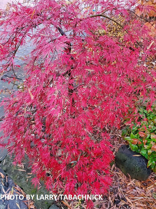 - FOR PICKUP ONLY | Acer palmatum 'Baldsmith' Laceleaf Japanese Maple | DOES NOT SHIP - Mr Maple │ Buy Japanese Maple Trees