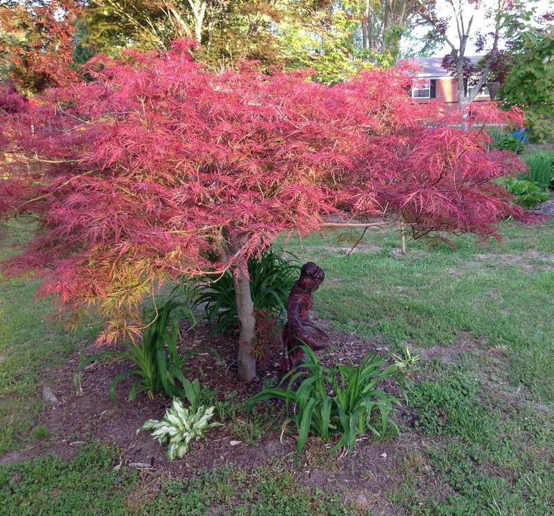 - FOR PICKUP ONLY | Acer palmatum 'Baldsmith' Laceleaf Japanese Maple | DOES NOT SHIP - Mr Maple │ Buy Japanese Maple Trees