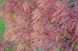 - FOR PICKUP ONLY | Acer palmatum 'Baldsmith' Laceleaf Japanese Maple | DOES NOT SHIP - Mr Maple │ Buy Japanese Maple Trees