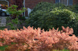 - FOR PICKUP ONLY | Acer palmatum 'Baldsmith' Laceleaf Japanese Maple | DOES NOT SHIP - Mr Maple │ Buy Japanese Maple Trees