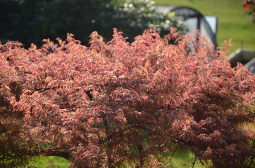 - FOR PICKUP ONLY | Acer palmatum 'Baldsmith' Laceleaf Japanese Maple | DOES NOT SHIP - Mr Maple │ Buy Japanese Maple Trees