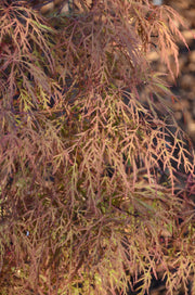 - FOR PICKUP ONLY | Acer palmatum 'Baldsmith' Laceleaf Japanese Maple | DOES NOT SHIP - Mr Maple │ Buy Japanese Maple Trees