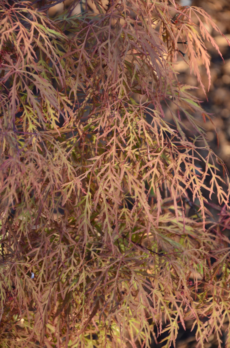 - FOR PICKUP ONLY | Acer palmatum 'Baldsmith' Laceleaf Japanese Maple | DOES NOT SHIP - Mr Maple │ Buy Japanese Maple Trees
