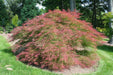 - FOR PICKUP ONLY | Acer palmatum 'Baldsmith' Laceleaf Japanese Maple | DOES NOT SHIP - Mr Maple │ Buy Japanese Maple Trees