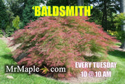 - FOR PICKUP ONLY | Acer palmatum 'Baldsmith' Laceleaf Japanese Maple | DOES NOT SHIP - Mr Maple │ Buy Japanese Maple Trees