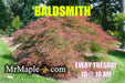 - FOR PICKUP ONLY | Acer palmatum 'Baldsmith' Laceleaf Japanese Maple | DOES NOT SHIP - Mr Maple │ Buy Japanese Maple Trees