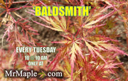 - FOR PICKUP ONLY | Acer palmatum 'Baldsmith' Laceleaf Japanese Maple | DOES NOT SHIP - Mr Maple │ Buy Japanese Maple Trees