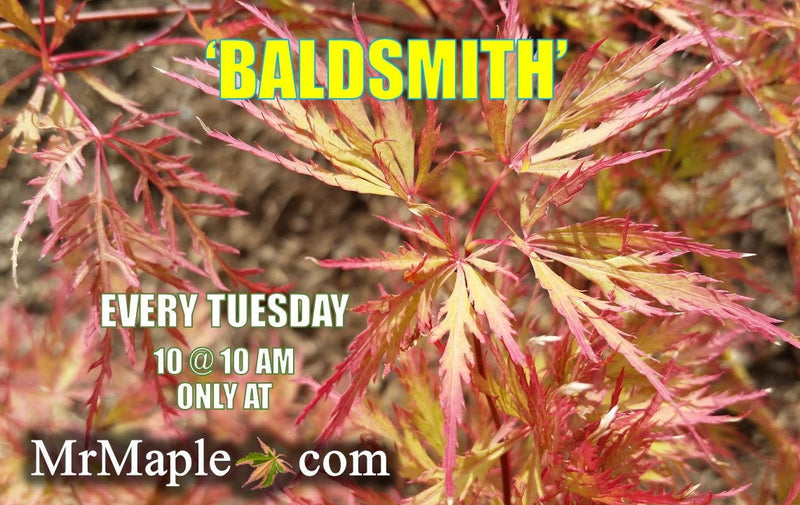 - FOR PICKUP ONLY | Acer palmatum 'Baldsmith' Laceleaf Japanese Maple | DOES NOT SHIP - Mr Maple │ Buy Japanese Maple Trees