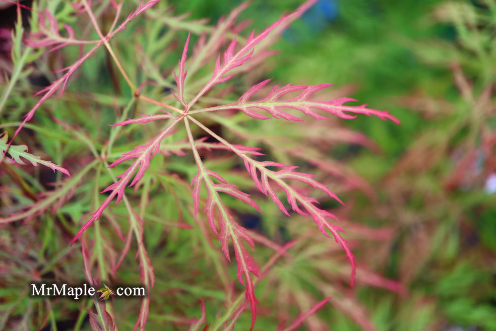 - FOR PICKUP ONLY | Acer palmatum 'Baldsmith' Laceleaf Japanese Maple | DOES NOT SHIP - Mr Maple │ Buy Japanese Maple Trees