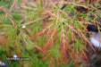 - FOR PICKUP ONLY | Acer palmatum 'Baldsmith' Laceleaf Japanese Maple | DOES NOT SHIP - Mr Maple │ Buy Japanese Maple Trees