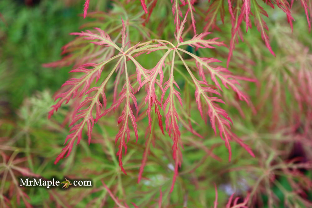 - FOR PICKUP ONLY | Acer palmatum 'Baldsmith' Laceleaf Japanese Maple | DOES NOT SHIP - Mr Maple │ Buy Japanese Maple Trees