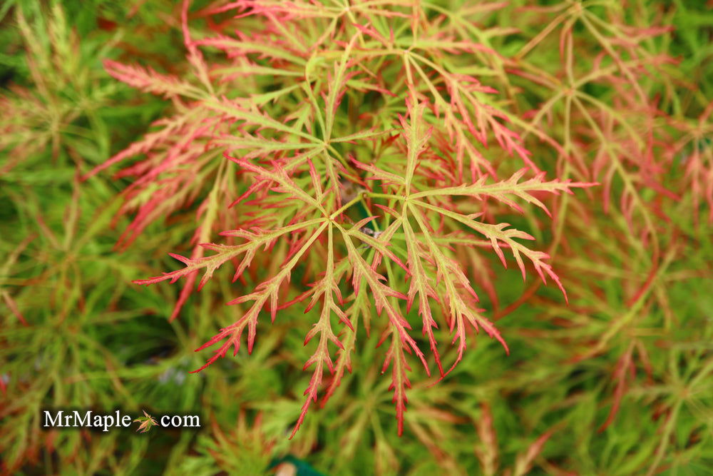 - FOR PICKUP ONLY | Acer palmatum 'Baldsmith' Laceleaf Japanese Maple | DOES NOT SHIP - Mr Maple │ Buy Japanese Maple Trees