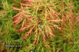 - FOR PICKUP ONLY | Acer palmatum 'Baldsmith' Laceleaf Japanese Maple | DOES NOT SHIP - Mr Maple │ Buy Japanese Maple Trees