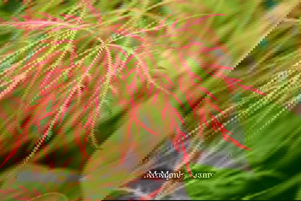 Buy Acer palmatum dissectum Baldsmith Laceleaf Japanese Maple — Mr