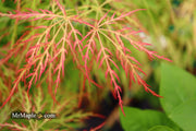 - FOR PICKUP ONLY | Acer palmatum 'Baldsmith' Laceleaf Japanese Maple | DOES NOT SHIP - Mr Maple │ Buy Japanese Maple Trees