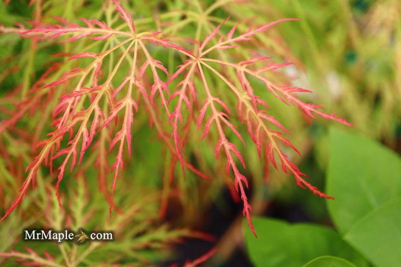 - FOR PICKUP ONLY | Acer palmatum 'Baldsmith' Laceleaf Japanese Maple | DOES NOT SHIP - Mr Maple │ Buy Japanese Maple Trees